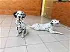 Cachorro raça Dalmata idade 1 ano nome Nala e Simba