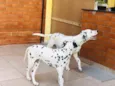Nala e Simba