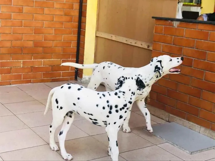 Cachorro ra a Dalmata idade 1 ano nome Nala e Simba