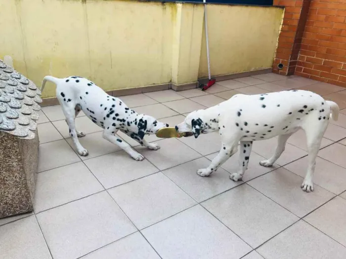 Cachorro ra a Dalmata idade 1 ano nome Nala e Simba