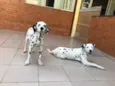 Nala e Simba