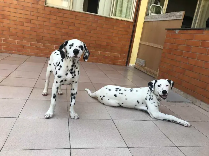 Cachorro ra a Dalmata idade 1 ano nome Nala e Simba