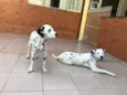 Nala e Simba
