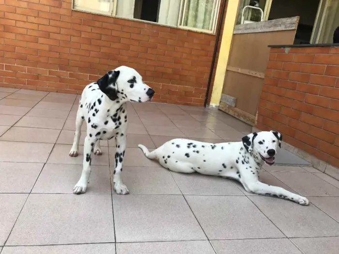 Cachorro ra a Dalmata idade 1 ano nome Nala e Simba