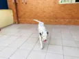 Nala e Simba