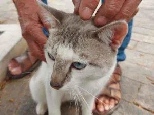 Gato raça Srd idade 1 ano nome Dengoso