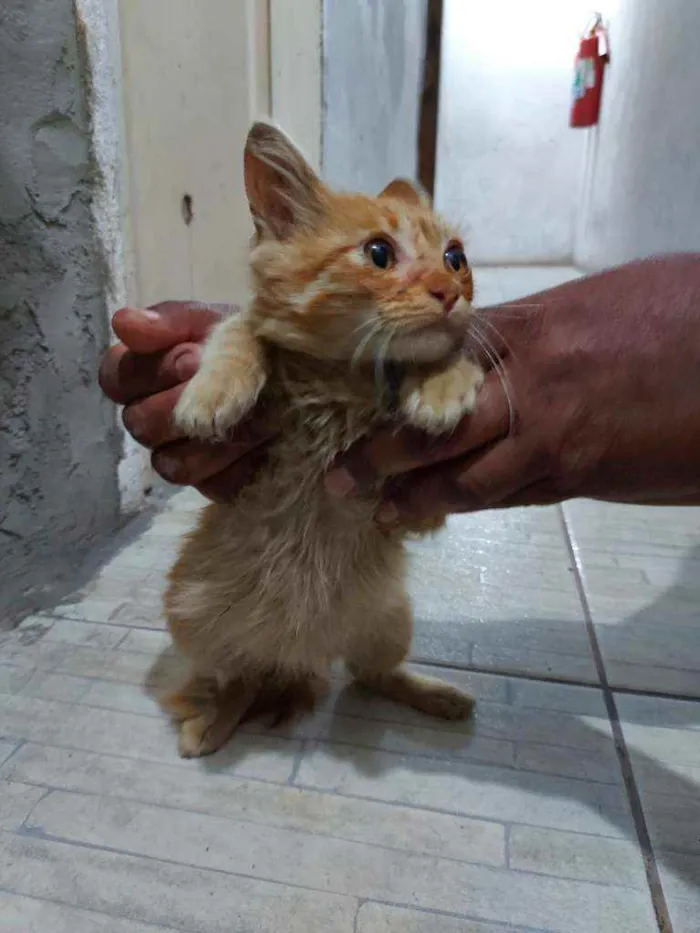 Gato raça Srd idade 2 a 6 meses nome Bebê