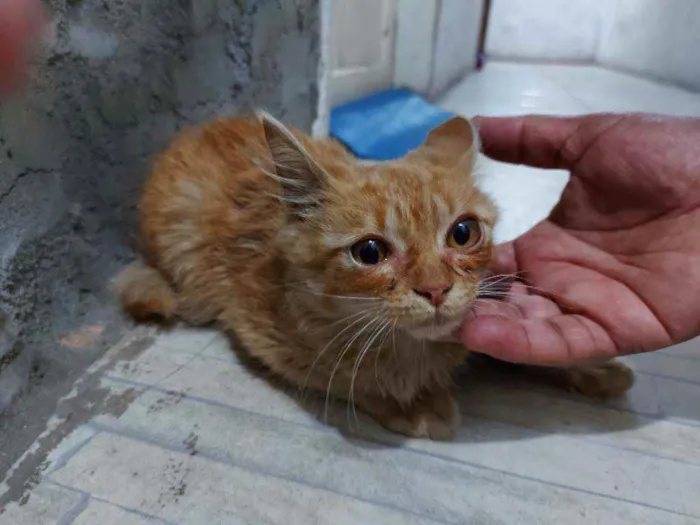 Gato raça Srd idade 2 a 6 meses nome Bebê