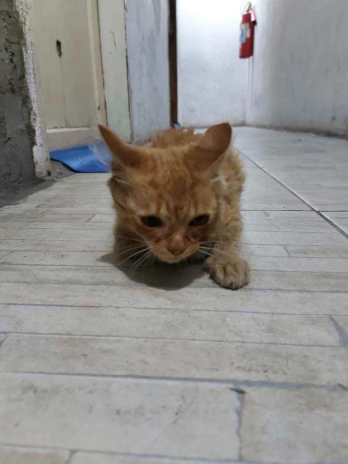 Gato raça Srd idade 2 a 6 meses nome Bebê