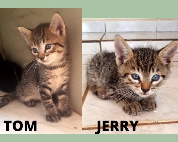 Gato ra a  idade Abaixo de 2 meses nome Tom e Jerry