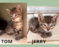 Tom e Jerry