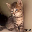Tom e Jerry