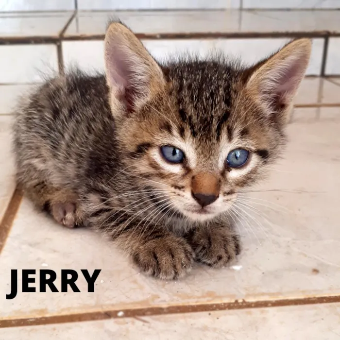 Gato ra a  idade Abaixo de 2 meses nome Tom e Jerry