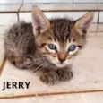 Tom e Jerry