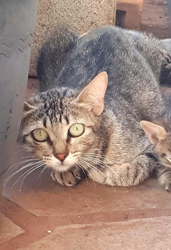 Gato ra a  idade 1 ano nome Kyara