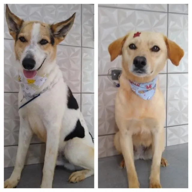 Cachorro ra a SRD-ViraLata idade 2 anos nome Zeus e Athena