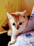 Fofineo