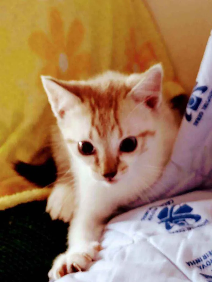 Gato ra a  idade Abaixo de 2 meses nome Fofineo