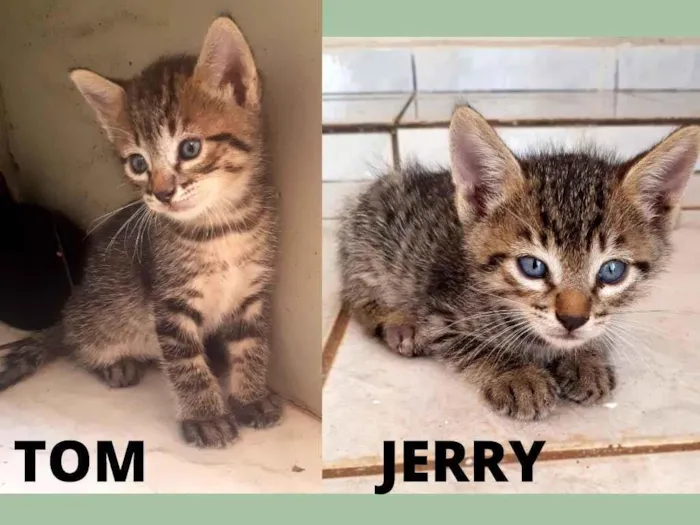 Gato ra a  idade Abaixo de 2 meses nome Tom e Jerry