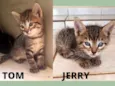 Tom e Jerry