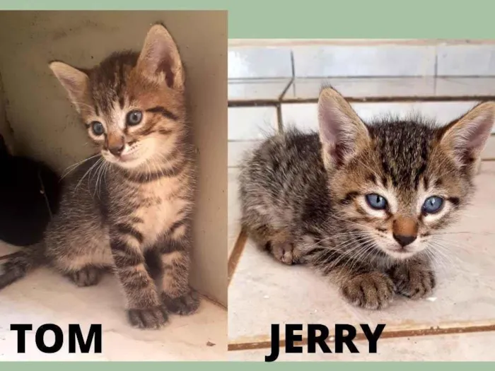 Gato ra a  idade Abaixo de 2 meses nome Tom e Jerry