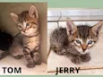 Tom e Jerry