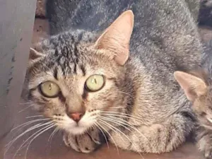 Gato raça  idade 1 ano nome Kyara