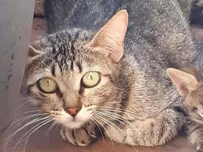 Gato ra a  idade 1 ano nome Kyara