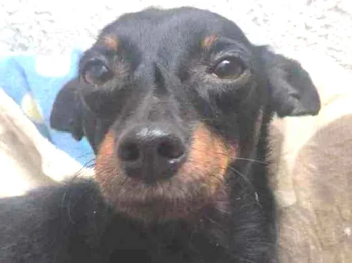 Cachorro raça SRD idade 1 ano nome Sushi