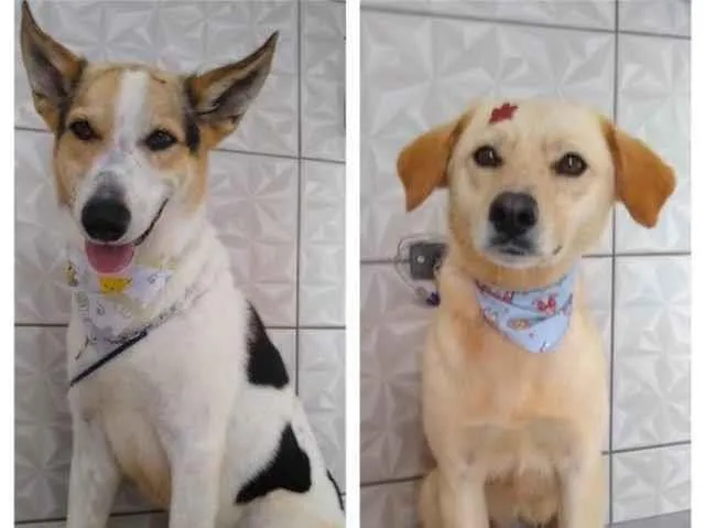 Cachorro ra a SRD-ViraLata idade 2 anos nome Zeus e Athena