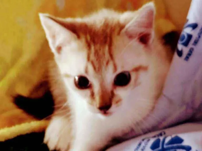 Gato ra a  idade Abaixo de 2 meses nome Fofineo