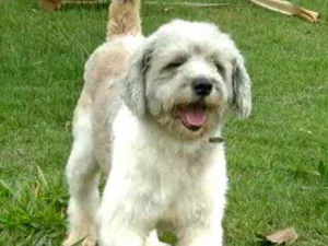 Cachorro raça SRD-ViraLata idade 2 anos nome Billy Novelo
