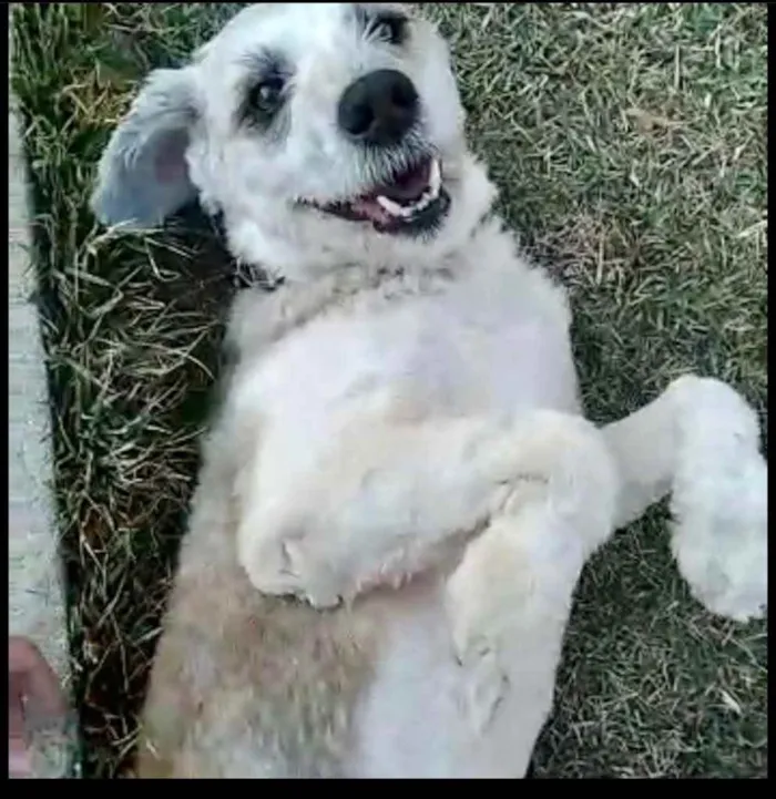 Cachorro ra a SRD-ViraLata idade 2 anos nome Billy Novelo