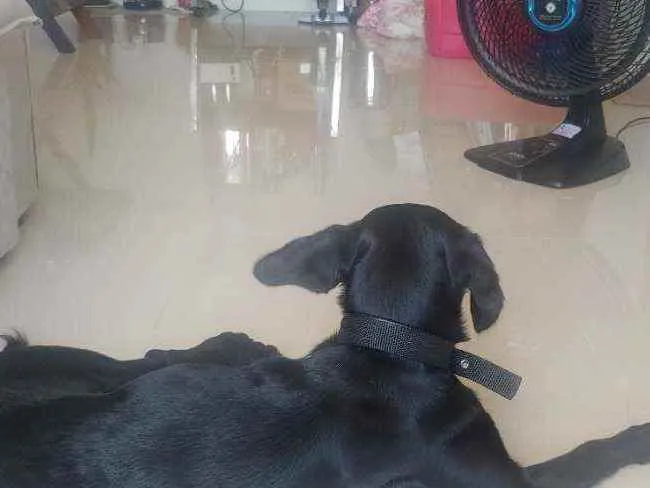 Cachorro ra a Indefinida idade 2 anos nome Thor