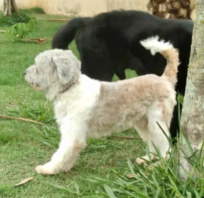 Cachorro ra a SRD-ViraLata idade 2 anos nome Billy Novelo