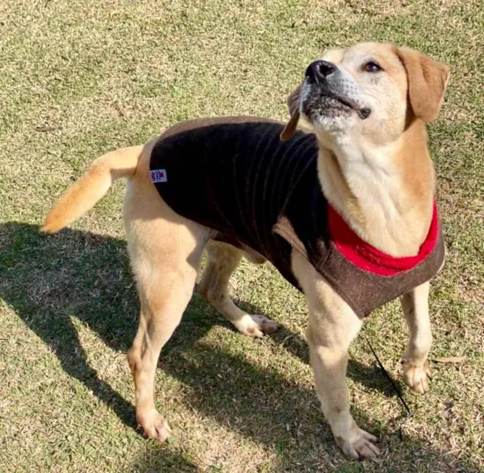 Cachorro ra a SRD-ViraLata idade 5 anos nome Bacana