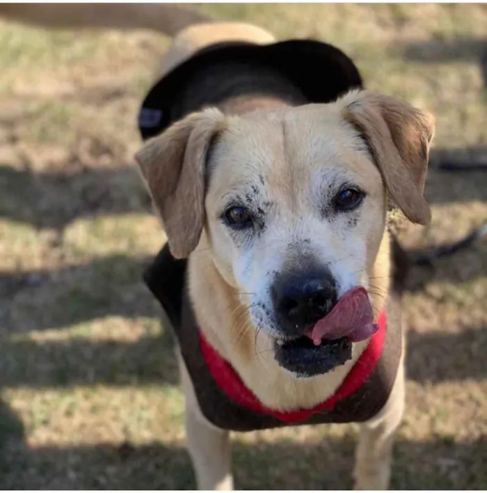 Cachorro ra a SRD-ViraLata idade 5 anos nome Bacana