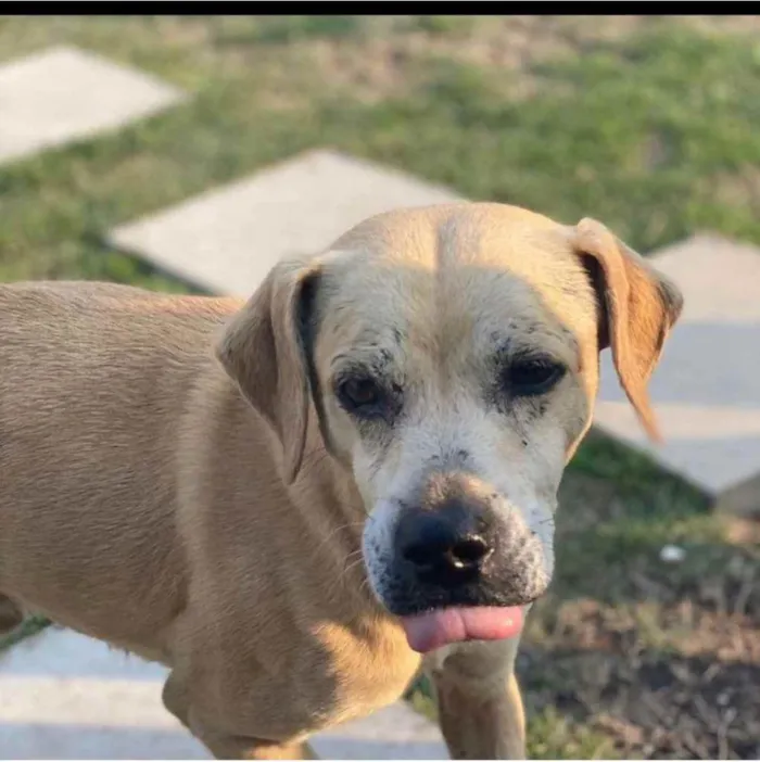 Cachorro ra a SRD-ViraLata idade 5 anos nome Bacana