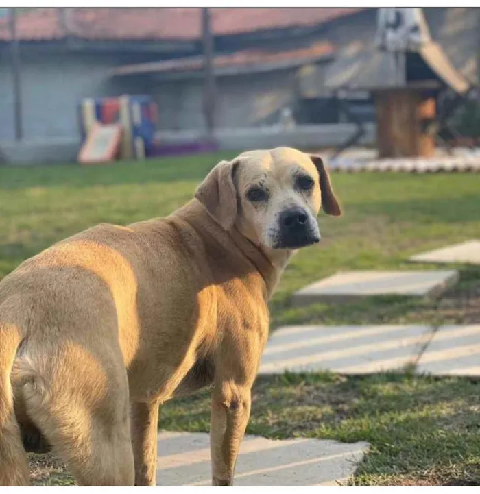 Cachorro ra a SRD-ViraLata idade 5 anos nome Bacana