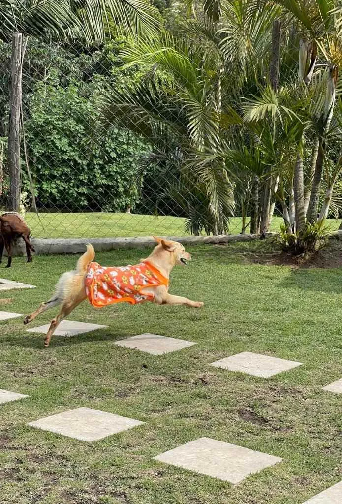 Cachorro ra a SRD-ViraLata idade 2 anos nome Zeus e Athena