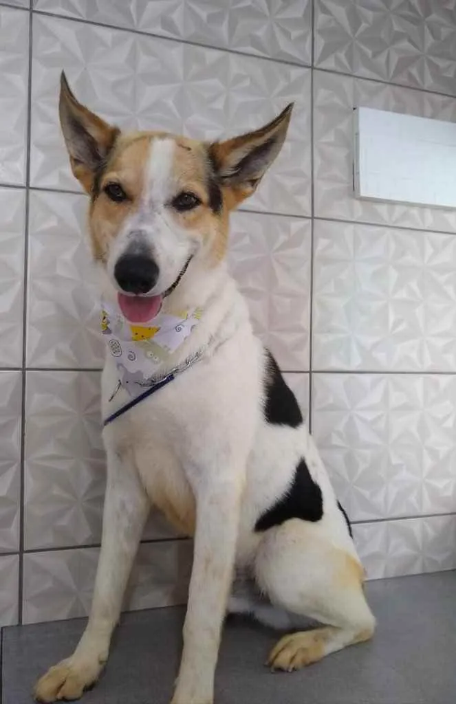 Cachorro ra a SRD-ViraLata idade 2 anos nome Zeus e Athena