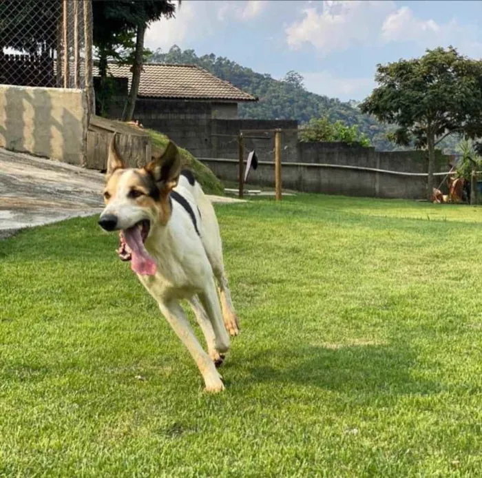 Cachorro ra a SRD-ViraLata idade 2 anos nome Zeus e Athena