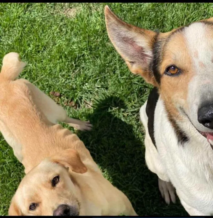 Cachorro ra a SRD-ViraLata idade 2 anos nome Zeus e Athena