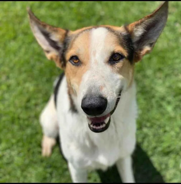 Cachorro ra a SRD-ViraLata idade 2 anos nome Zeus e Athena