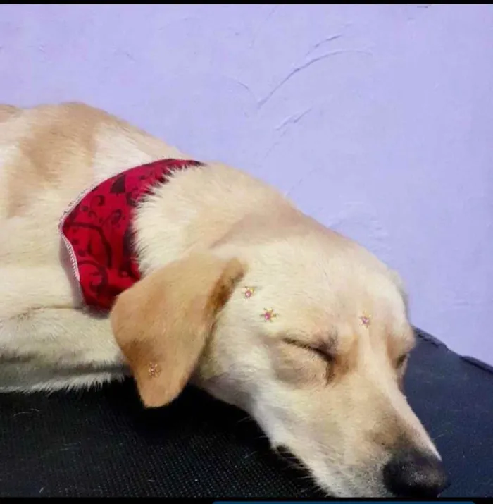 Cachorro ra a SRD-ViraLata idade 2 anos nome Zeus e Athena