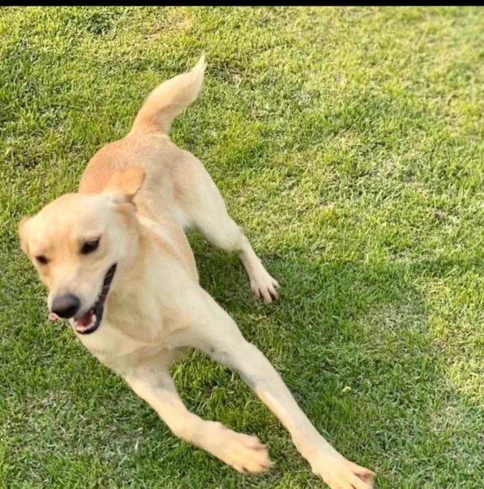 Cachorro ra a SRD-ViraLata idade 2 anos nome Zeus e Athena