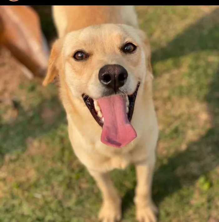 Cachorro ra a SRD-ViraLata idade 2 anos nome Zeus e Athena