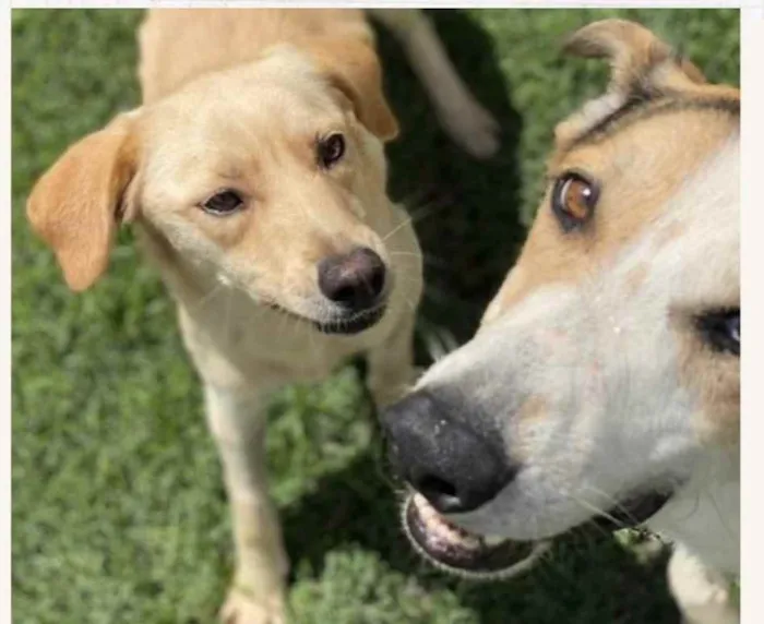 Cachorro ra a SRD-ViraLata idade 2 anos nome Zeus e Athena