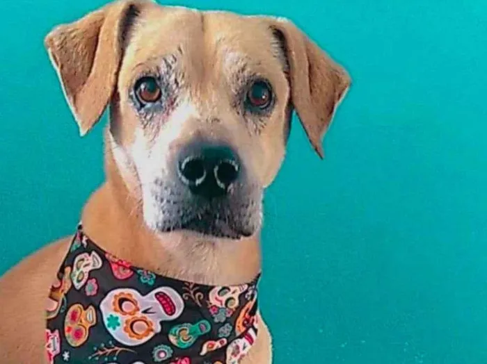 Cachorro ra a SRD-ViraLata idade 5 anos nome Bacana