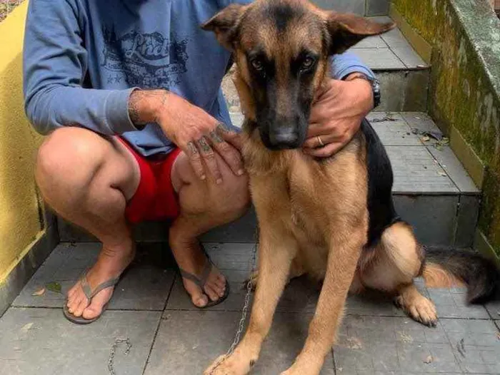 Cachorro ra a Pastor alemão puro idade 2 anos nome Trovão 